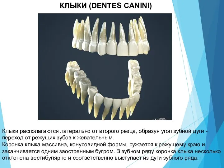КЛЫКИ (DENTES CANINI) Клыки располагаются латерально от второго резца, образуя угол зубной