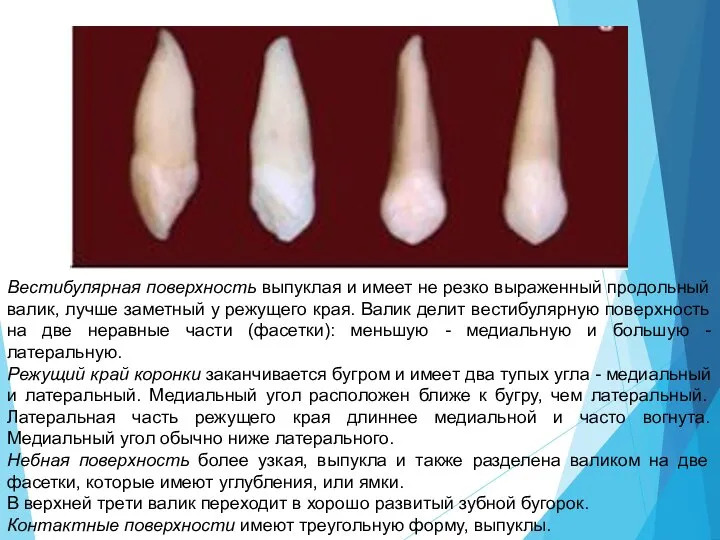 Вестибулярная поверхность выпуклая и имеет не резко выраженный продольный валик, лучше заметный