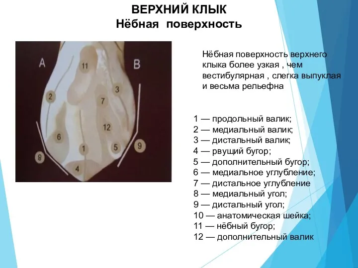 ВЕРХНИЙ КЛЫК Нёбная поверхность 1 — продольный валик; 2 — медиальный валик;