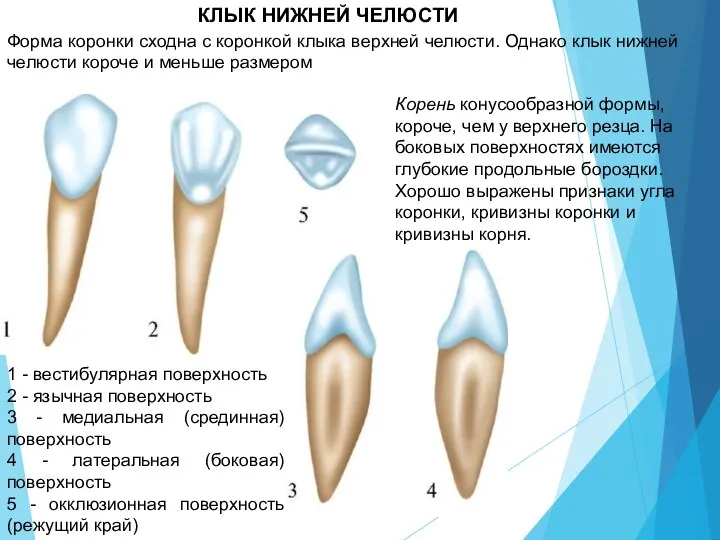 КЛЫК НИЖНЕЙ ЧЕЛЮСТИ 1 - вестибулярная поверхность 2 - язычная поверхность 3