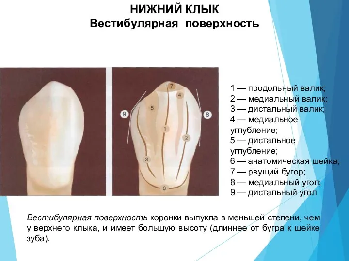 1 — продольный валик; 2 — медиальный валик; 3 — дистальный валик;