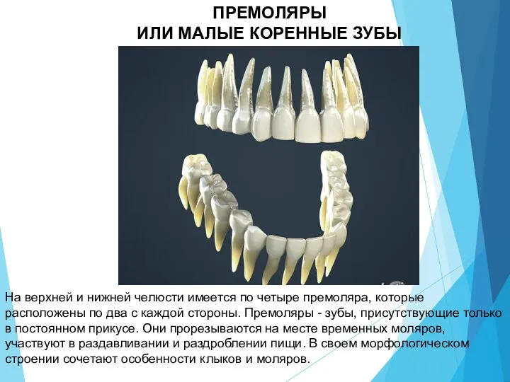 ПРЕМОЛЯРЫ ИЛИ МАЛЫЕ КОРЕННЫЕ ЗУБЫ На верхней и нижней челюсти имеется по