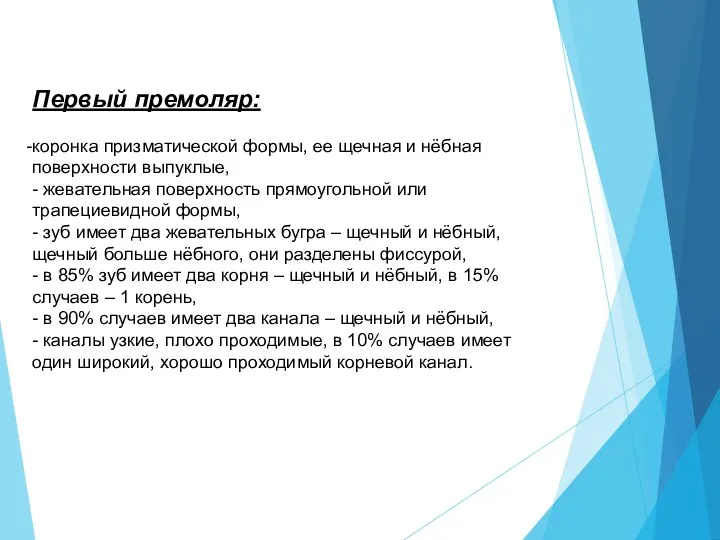 Первый премоляр: коронка призматической формы, ее щечная и нёбная поверхности выпуклые, -