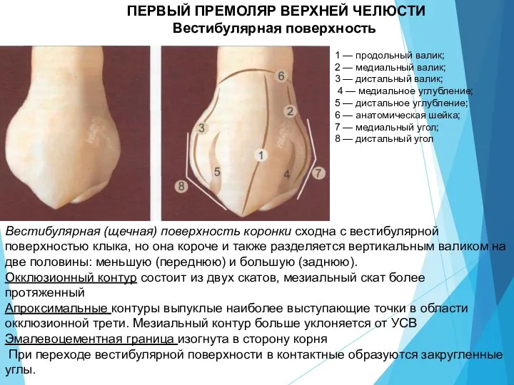 ПЕРВЫЙ ПРЕМОЛЯР ВЕРХНЕЙ ЧЕЛЮСТИ Вестибулярная поверхность 1 — продольный валик; 2 —