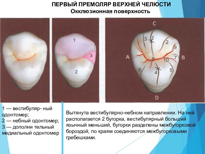 ПЕРВЫЙ ПРЕМОЛЯР ВЕРХНЕЙ ЧЕЛЮСТИ Окклюзионная поверхность 1 — вестибуляр- ный одонтомер; 2