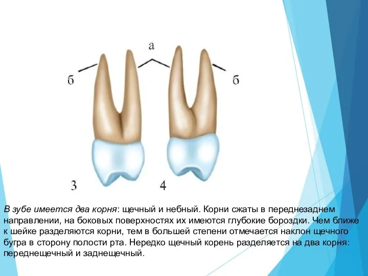 В зубе имеется два корня: щечный и небный. Корни сжаты в переднезаднем
