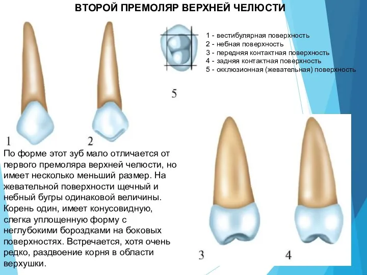 ВТОРОЙ ПРЕМОЛЯР ВЕРХНЕЙ ЧЕЛЮСТИ 1 - вестибулярная поверхность 2 - небная поверхность