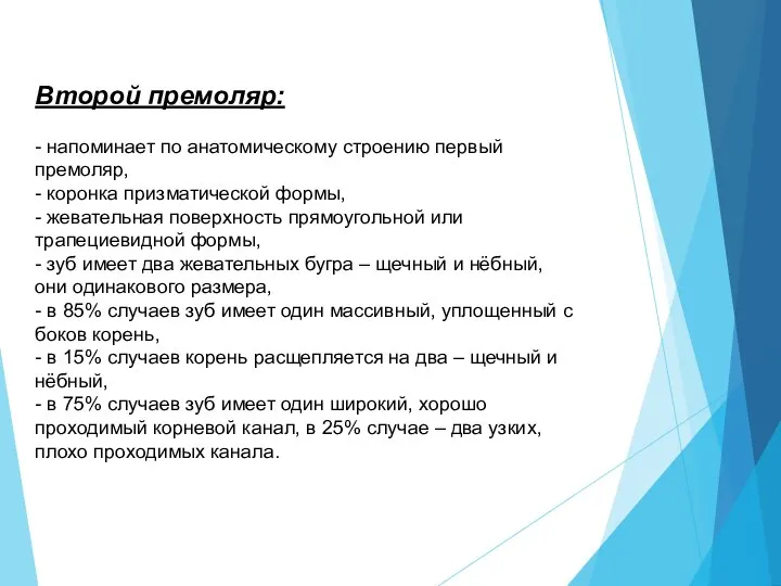 Второй премоляр: - напоминает по анатомическому строению первый премоляр, - коронка призматической