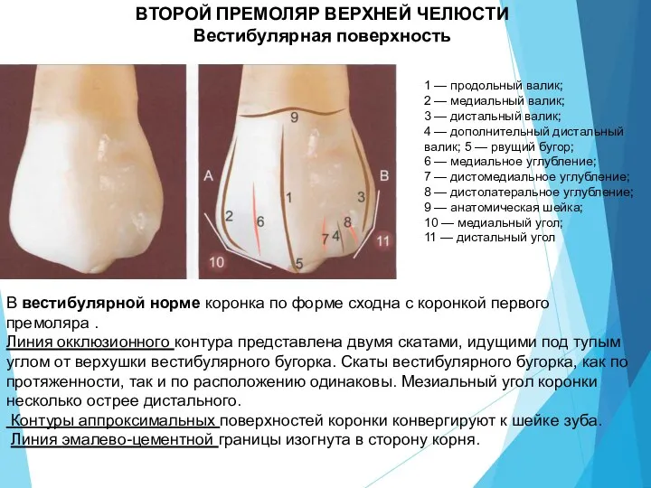 ВТОРОЙ ПРЕМОЛЯР ВЕРХНЕЙ ЧЕЛЮСТИ Вестибулярная поверхность 1 — продольный валик; 2 —