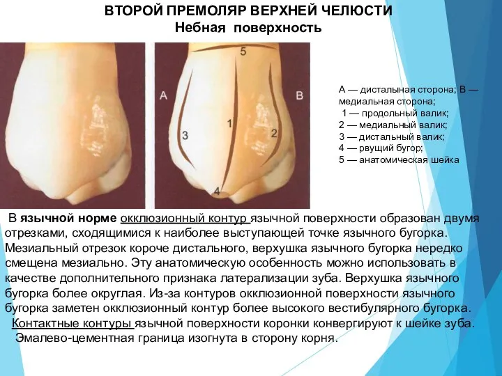 ВТОРОЙ ПРЕМОЛЯР ВЕРХНЕЙ ЧЕЛЮСТИ Небная поверхность А — дисталыная сторона; В —