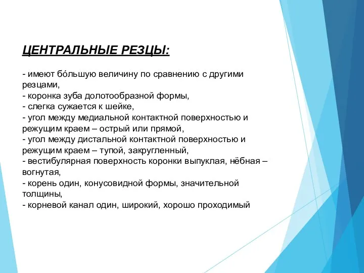 ЦЕНТРАЛЬНЫЕ РЕЗЦЫ: - имеют бóльшую величину по сравнению с другими резцами, -