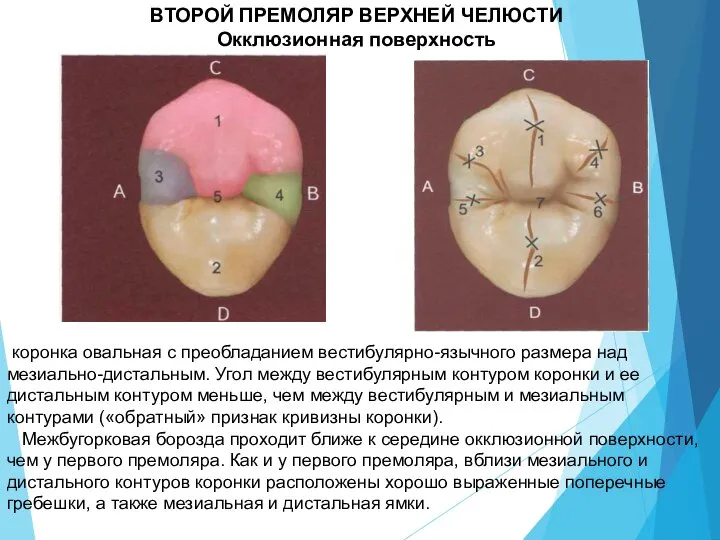 ВТОРОЙ ПРЕМОЛЯР ВЕРХНЕЙ ЧЕЛЮСТИ Окклюзионная поверхность коронка овальная с преобладанием вестибулярно-язычного размера