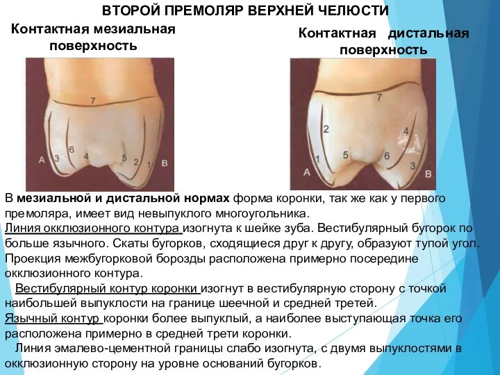 ВТОРОЙ ПРЕМОЛЯР ВЕРХНЕЙ ЧЕЛЮСТИ Контактная мезиальная поверхность В мезиальной и дистальной нормах