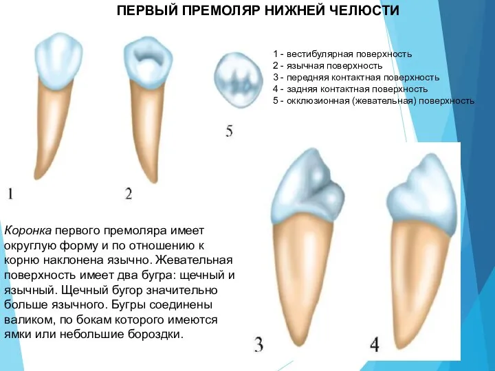 ПЕРВЫЙ ПРЕМОЛЯР НИЖНЕЙ ЧЕЛЮСТИ 1 - вестибулярная поверхность 2 - язычная поверхность