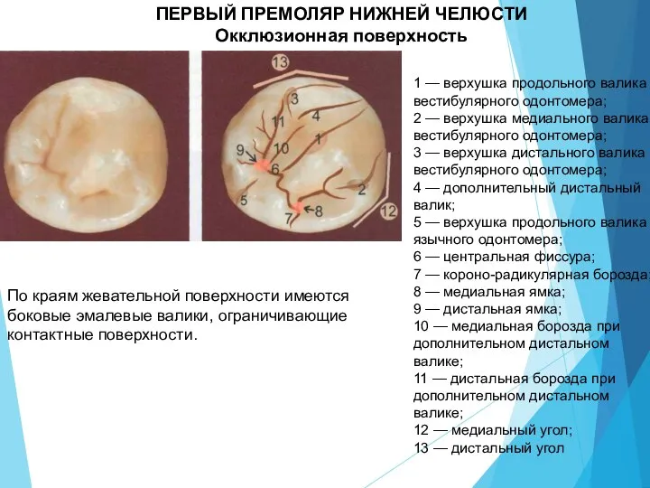 ПЕРВЫЙ ПРЕМОЛЯР НИЖНЕЙ ЧЕЛЮСТИ Окклюзионная поверхность 1 — верхушка продольного валика вестибулярного