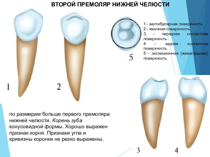 ВТОРОЙ ПРЕМОЛЯР НИЖНЕЙ ЧЕЛЮСТИ 1 - вестибулярная поверхность 2 - язычная поверхность