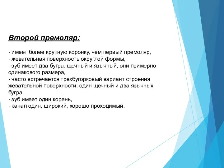 Второй премоляр: - имеет более крупную коронку, чем первый премоляр, - жевательная