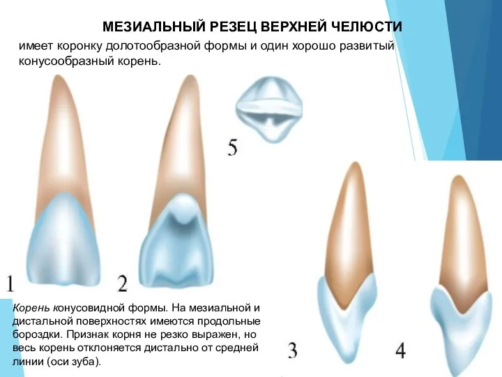 МЕЗИАЛЬНЫЙ РЕЗЕЦ ВЕРХНЕЙ ЧЕЛЮСТИ имеет коронку долотообразной формы и один хорошо развитый