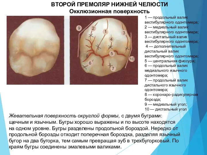 ВТОРОЙ ПРЕМОЛЯР НИЖНЕЙ ЧЕЛЮСТИ Окклюзионная поверхность 1 — продольный валик вестибулярного одонтомера;