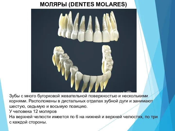 МОЛЯРЫ (DENTES MOLARES) Зубы с много бугорковой жевательной поверхностью и несколькими корнями.
