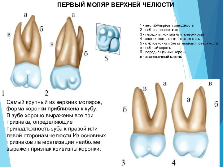 1 - вестибулярная поверхность 2 - небная поверхность 3 - передняя контактная