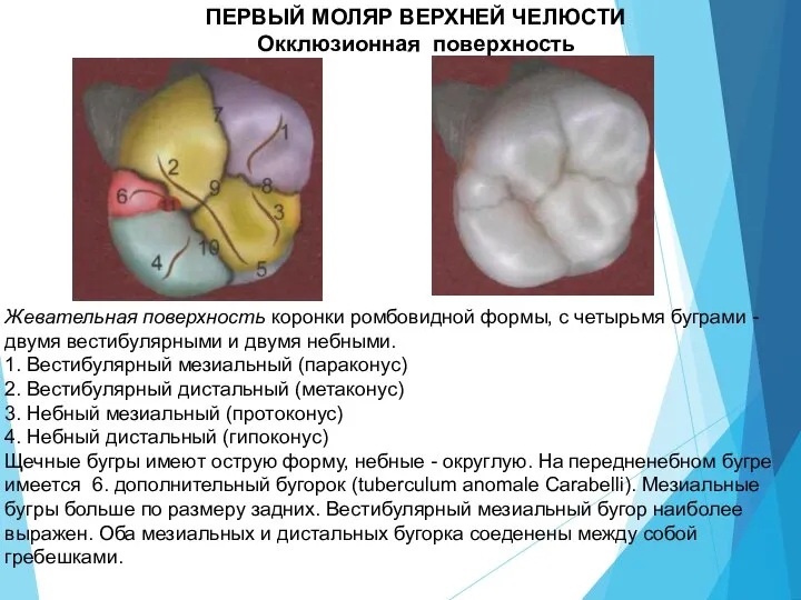 ПЕРВЫЙ МОЛЯР ВЕРХНЕЙ ЧЕЛЮСТИ Окклюзионная поверхность Жевательная поверхность коронки ромбовидной формы, с