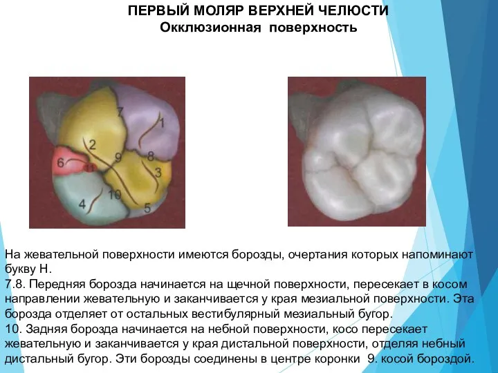 На жевательной поверхности имеются борозды, очертания которых напоминают букву Н. 7.8. Передняя