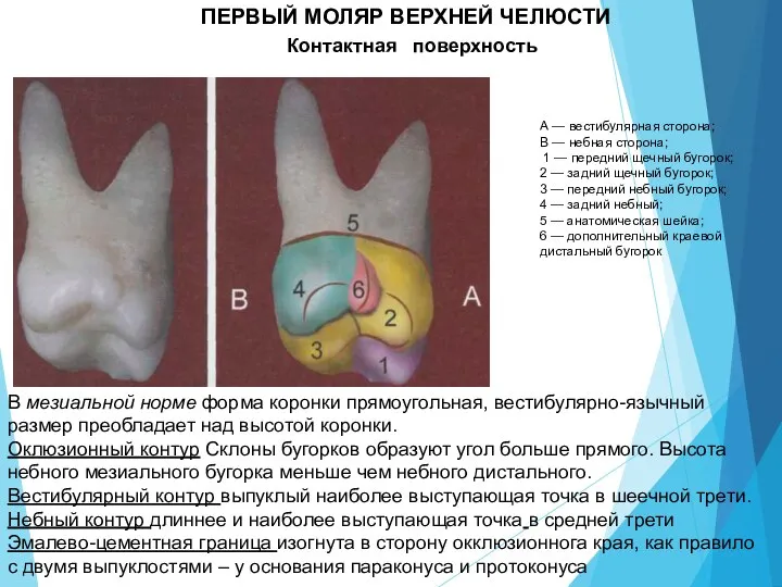 ПЕРВЫЙ МОЛЯР ВЕРХНЕЙ ЧЕЛЮСТИ Контактная поверхность А — вестибулярная сторона; В —