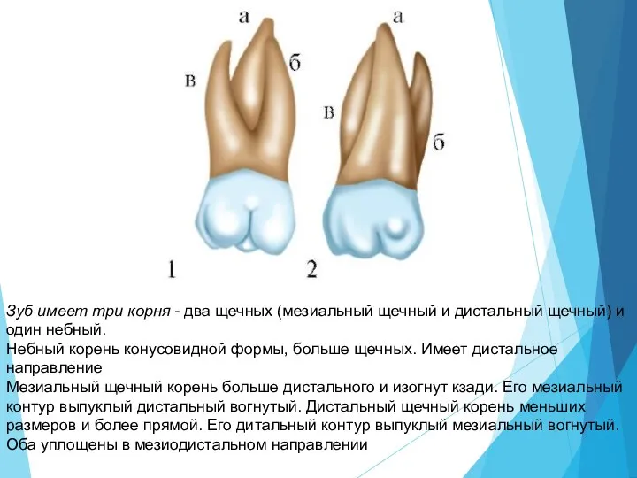 Зуб имеет три корня - два щечных (мезиальный щечный и дистальный щечный)