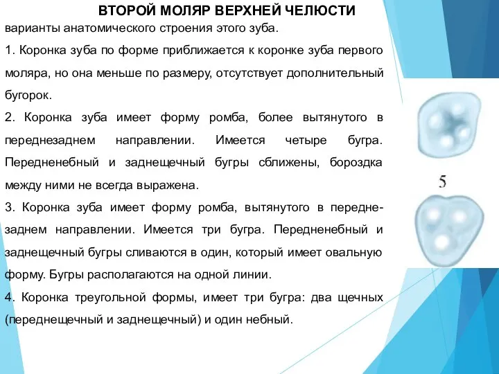 варианты анатомического строения этого зуба. 1. Коронка зуба по форме приближается к