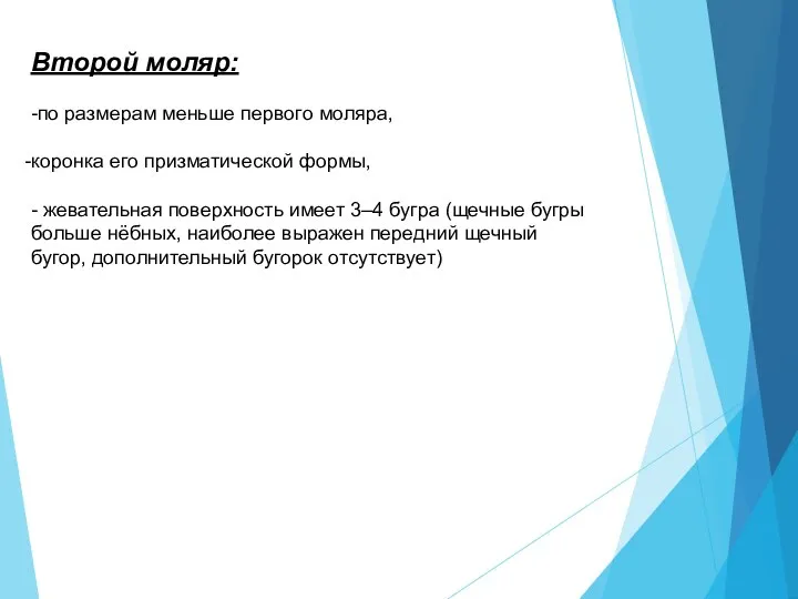 Второй моляр: -по размерам меньше первого моляра, коронка его призматической формы, -