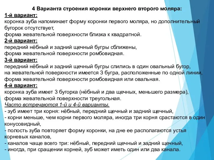 4 Варианта строения коронки верхнего второго моляра: 1-й вариант: коронка зуба напоминает