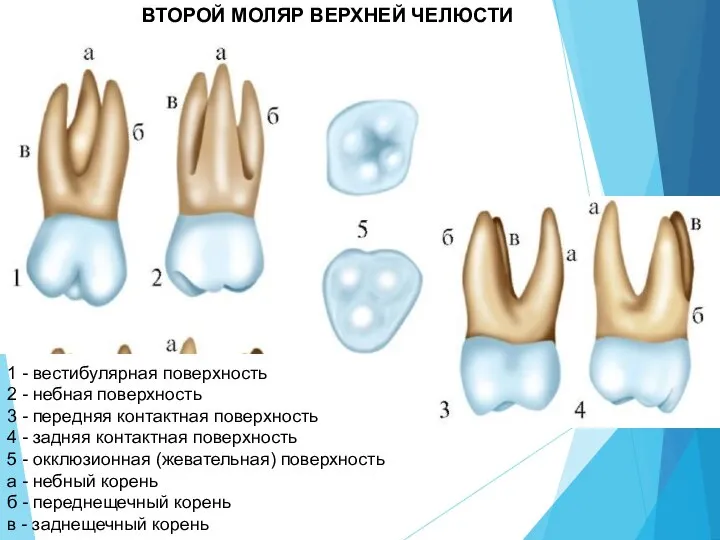 1 - вестибулярная поверхность 2 - небная поверхность 3 - передняя контактная