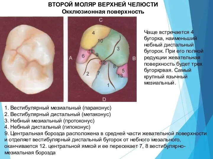 ВТОРОЙ МОЛЯР ВЕРХНЕЙ ЧЕЛЮСТИ Окклюзионная поверхность 1. Вестибулярный мезиальный (параконус) 2. Вестибулярный