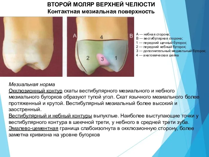 ВТОРОЙ МОЛЯР ВЕРХНЕЙ ЧЕЛЮСТИ Контактная мезиальная поверхность А — небная сторона; В