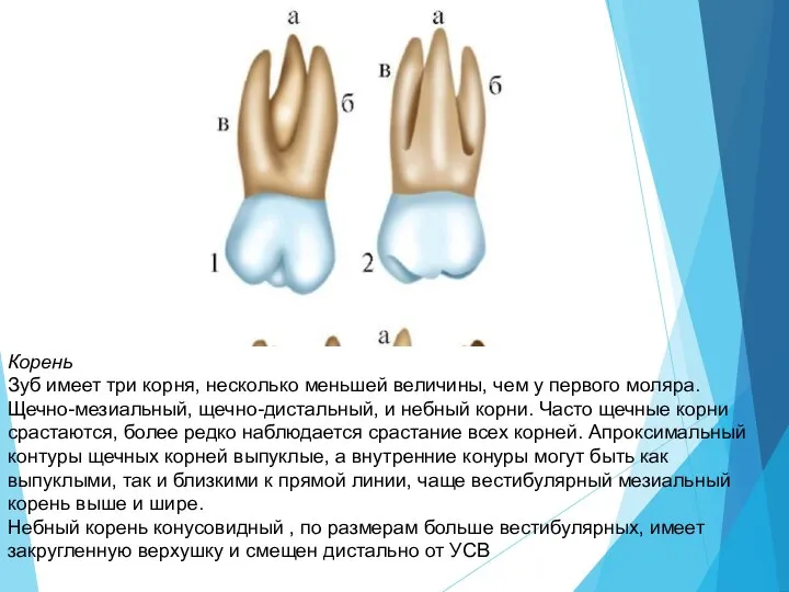 Корень Зуб имеет три корня, несколько меньшей величины, чем у первого моляра.