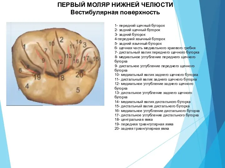 ПЕРВЫЙ МОЛЯР НИЖНЕЙ ЧЕЛЮСТИ Вестибулярная поверхность 1- передний щечный бугорок 2- задний