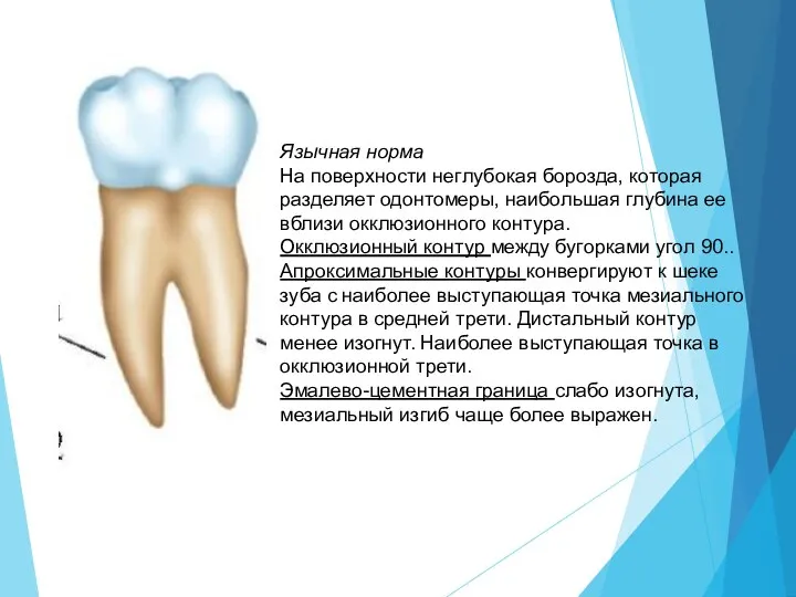 Язычная норма На поверхности неглубокая борозда, которая разделяет одонтомеры, наибольшая глубина ее