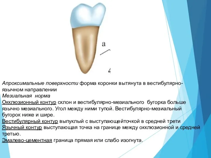 Апроксимальные поверхности форма коронки вытянута в вестибулярно-язычном направлении Мезиальная норма Окклюзионный контур