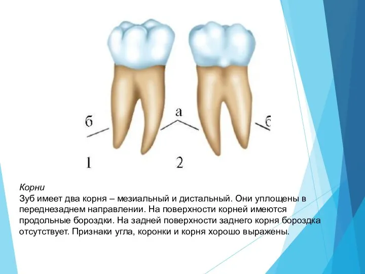 Корни Зуб имеет два корня – мезиальный и дистальный. Они уплощены в