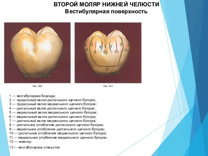 ВТОРОЙ МОЛЯР НИЖНЕЙ ЧЕЛЮСТИ Вестибулярная поверхность 1 — вестибулярная борозда; 2 —