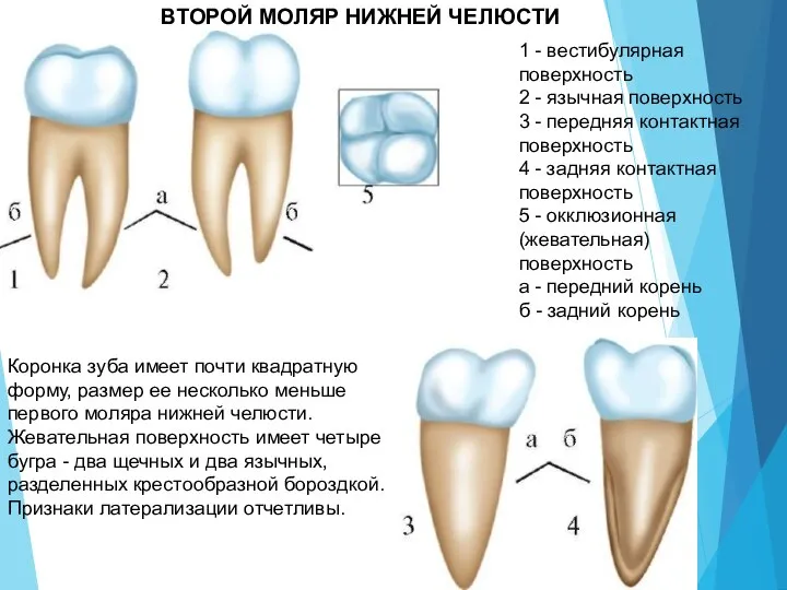 1 - вестибулярная поверхность 2 - язычная поверхность 3 - передняя контактная