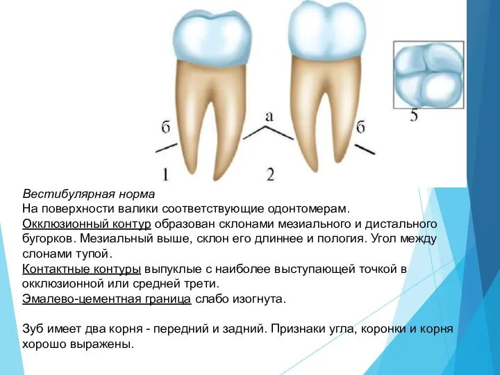 Вестибулярная норма На поверхности валики соответствующие одонтомерам. Окклюзионный контур образован склонами мезиального