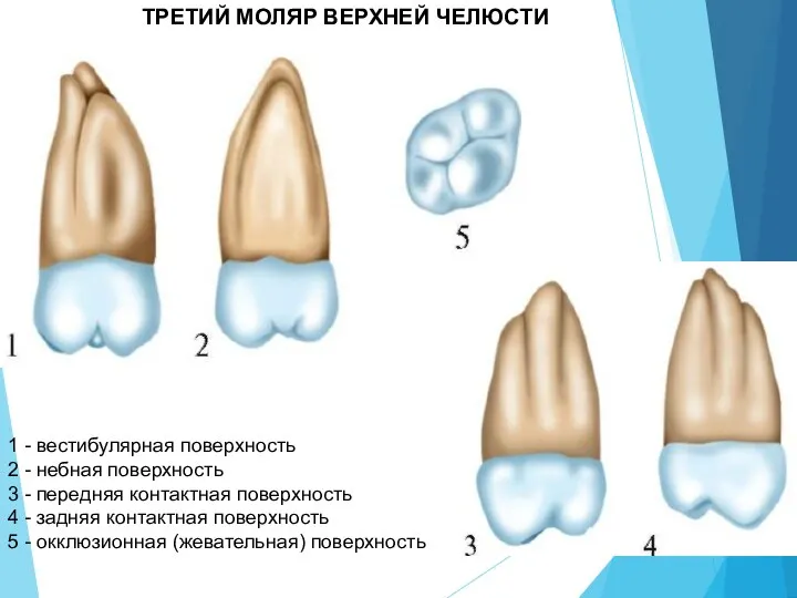 1 - вестибулярная поверхность 2 - небная поверхность 3 - передняя контактная