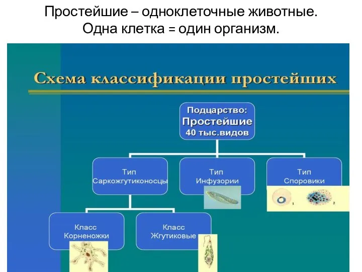 Простейшие – одноклеточные животные. Одна клетка = один организм.