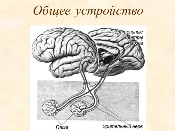 Общее устройство