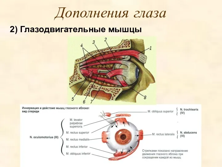 Дополнения глаза 2) Глазодвигательные мышцы