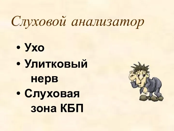 Слуховой анализатор Ухо Улитковый нерв Слуховая зона КБП