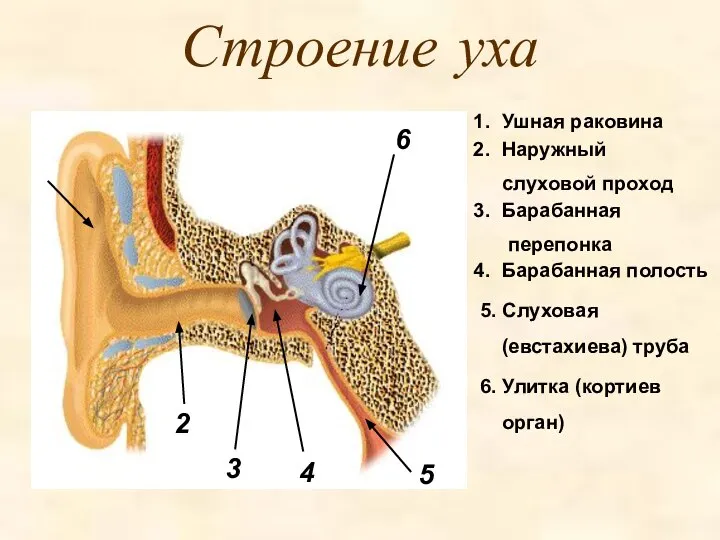 Строение уха 1 Ушная раковина Наружный слуховой проход Барабанная перепонка Барабанная полость