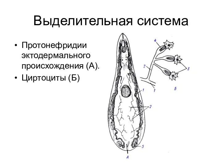 Выделительная система Протонефридии эктодермального происхождения (А). Циртоциты (Б)